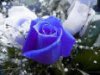 blue rose 7.jpg