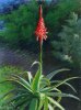 Red_Cactus_Flower.jpg