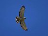 Hawk_Broad-winged.jpg