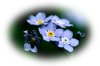 Forget-Me-Not.jpg