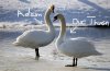 Mute_Swan.jpg