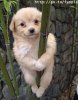 101dog.jpg