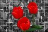 POPPIES.jpg
