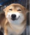 Shiba.JPG Shiba.JPG