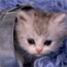 kitten_honey