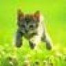 MeoConChayLonTon