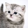 meochanmem