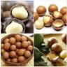 Cung cấp hạt dinh dưỡng