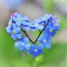 nhim_xu