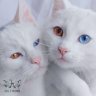 thanhduong183
