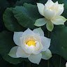 phamthanhthao1234