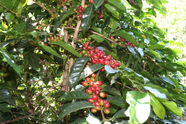 coffee%20cherries%20on%20tree02.jpg