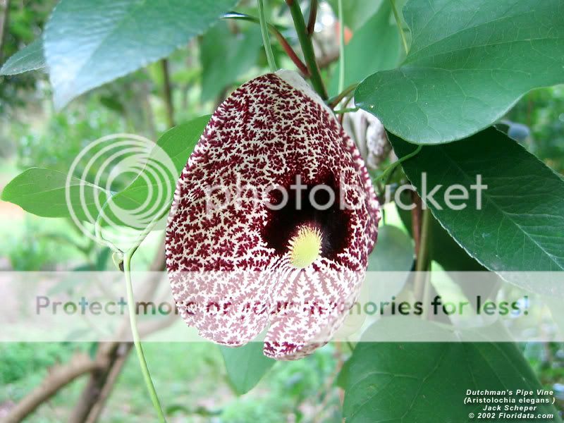 Aristolochia_elegans800.jpg