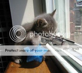 kittenhitman.jpg