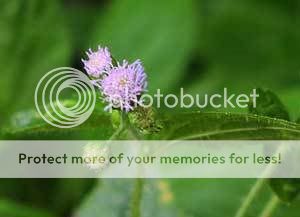 Ageratum_conyzoides.jpg