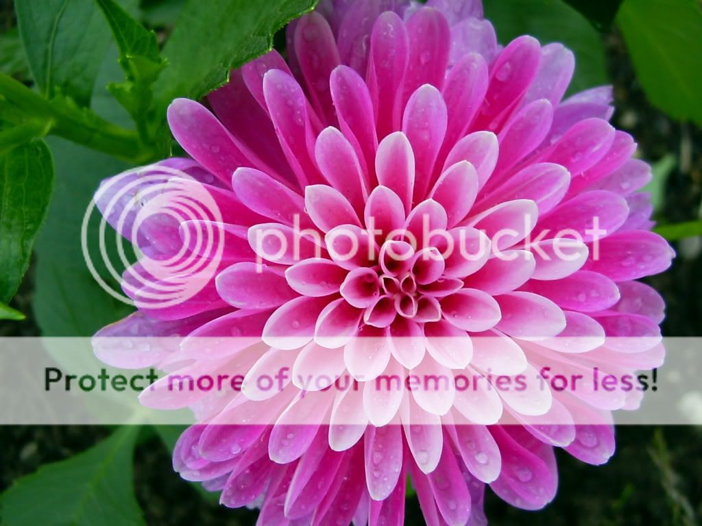 flower-purple.jpg