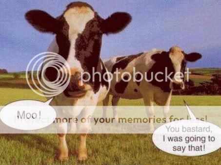 moo.jpg