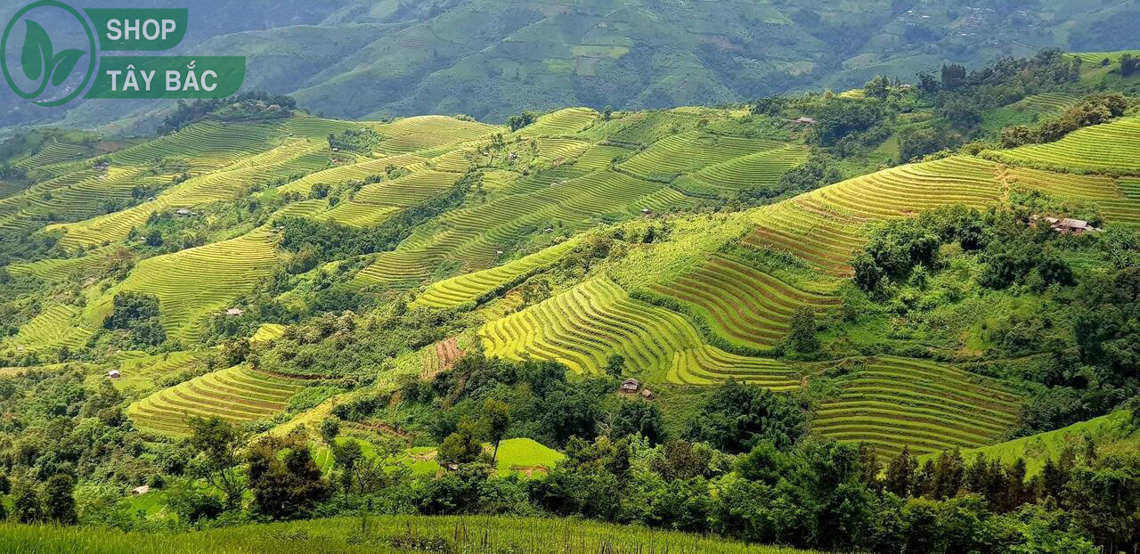 Ruộng bậc thang tại Dào San - Lai Châu