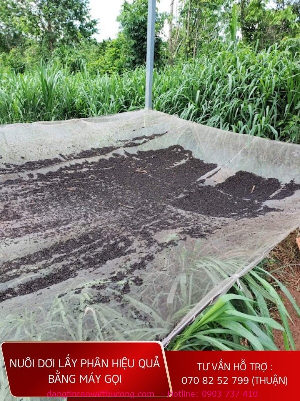 nuoi-doi-lay-phan-hieu-qua.jpg