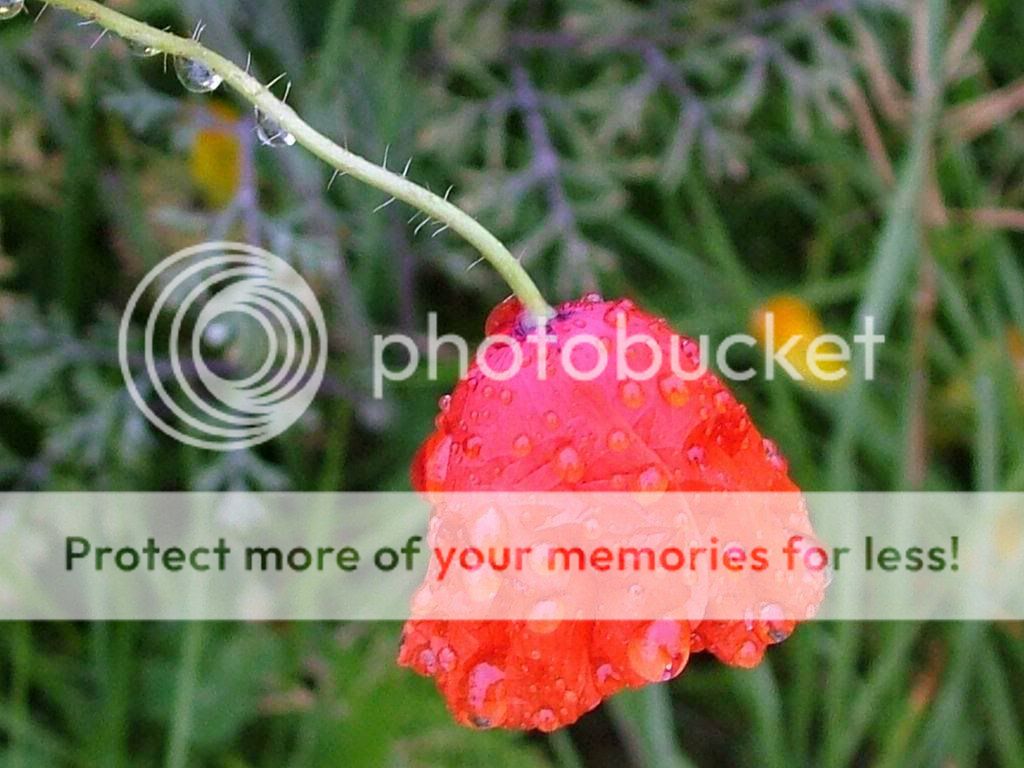wet-poppy-red-flower.jpg