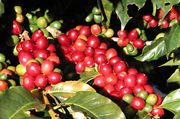 CoffeeBerry_0.jpg