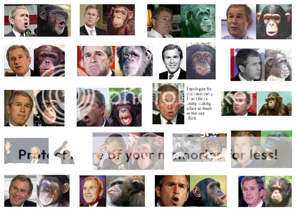 Bush-Monkey.jpg