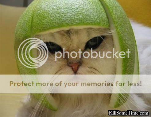 Cat-Helmet.jpg