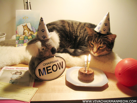 birthday_cat.jpg